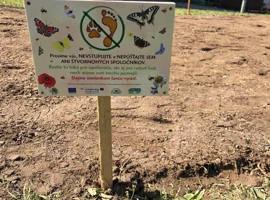 vysadba-na-podhaji-info