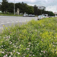 Inšpirujeme sa prírode blízkou údržbou mestskej zelene