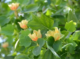 Liriodendrón tulipánokvetý