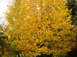 Lieska turecká