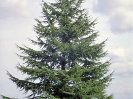 Cédrus atlantický