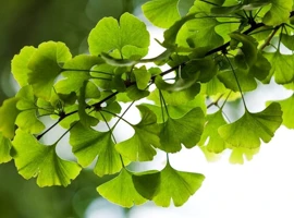 Ginko dvojlaločné