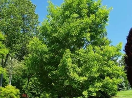 Ginko dvojlaločné
