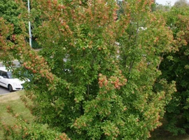 Javor tatarský