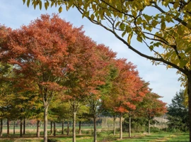 Zelkova ostrolistá