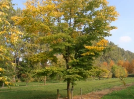 Zelkova ostrolistá