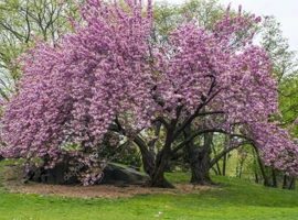 Čerešna pílkatá - sakura