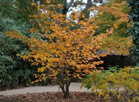 Hamamelis prostredný
