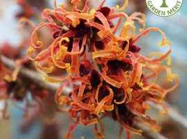 Hamamelis prostredný